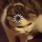 Avatar de Usuario